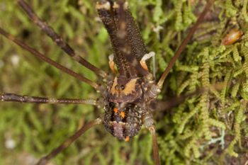 Media type: image; Invertebrate Zoology 29262